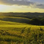 Op vakantie naar Italië, samen met de hond: bij deze vakantie-adresjes is jouw trouwe viervoeter welkom